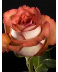 Hybrid tea rose Guinness 